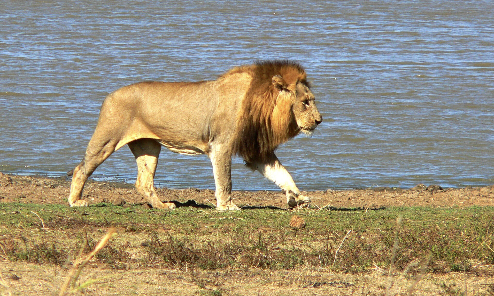 Lowveld Safari Group Kruger National Park Safari Experts Wild Earth