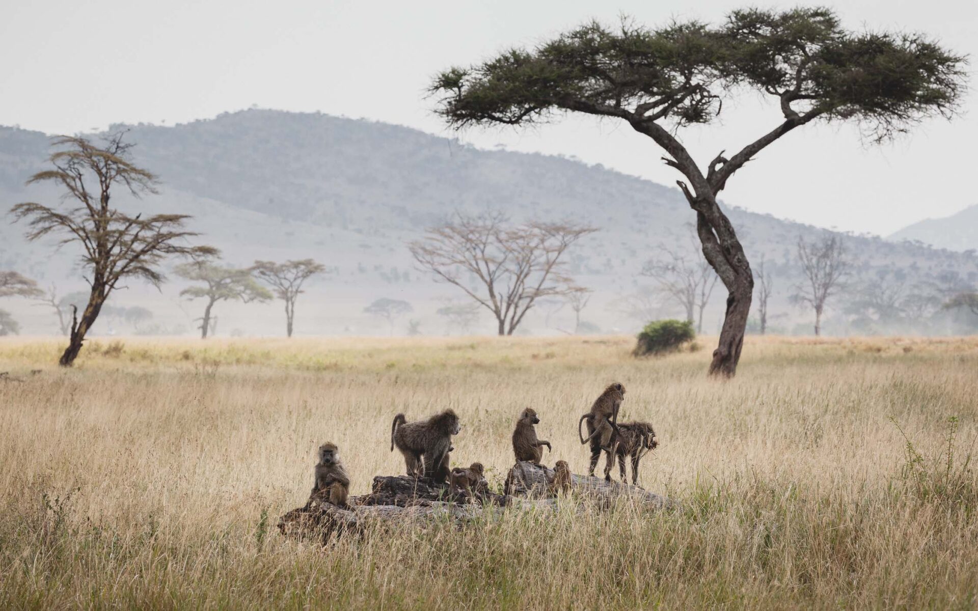 Lowveld Safari Group Kruger National Park Safari Experts Game Drive