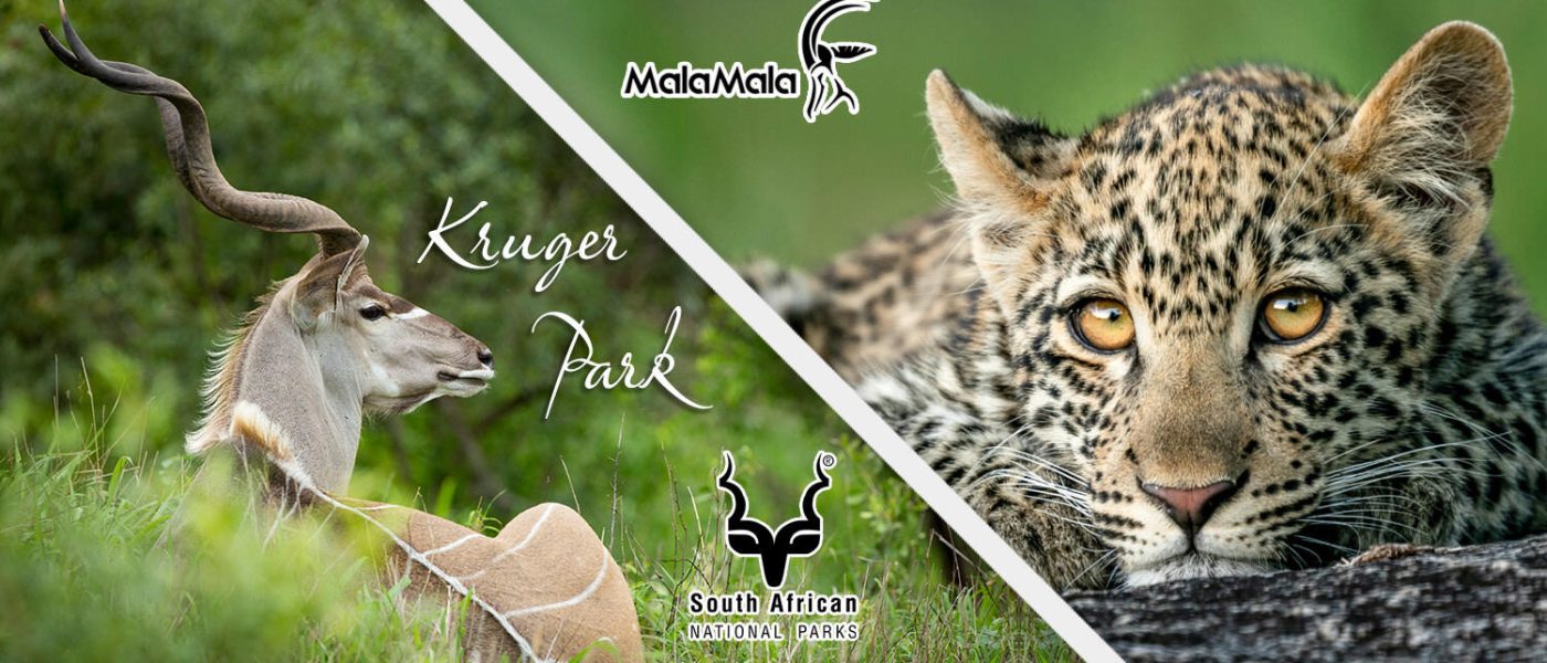 in the Moremi Game Reserve - Okavango Delta Botswana © Stu Porter African Photo Safaris
